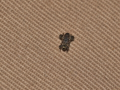 Pactola variabilis