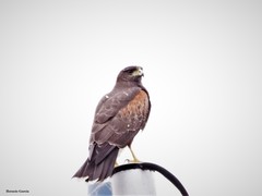 Parabuteo unicinctus