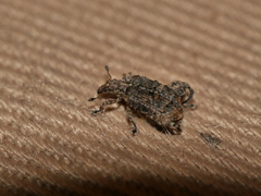 Pactola variabilis