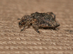 Pactola variabilis