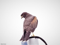 Parabuteo unicinctus