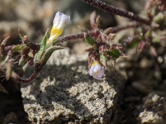 Leptosiphon pygmaeus