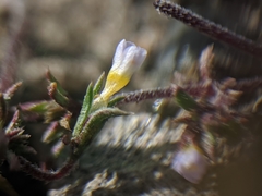 Leptosiphon pygmaeus