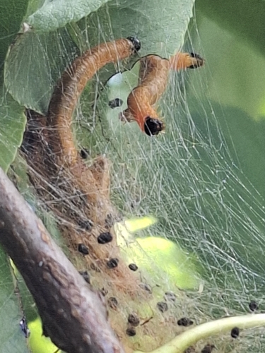 Social Pear Sawfly