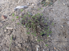 Leptosiphon pygmaeus