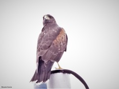 Parabuteo unicinctus