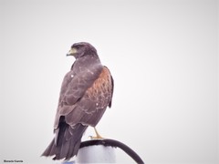 Parabuteo unicinctus