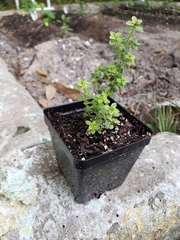 Thymus × citriodorus