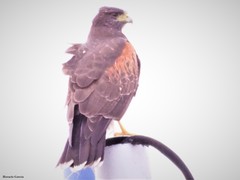 Parabuteo unicinctus