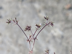 Leptosiphon pygmaeus