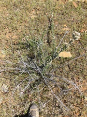 Ceanothus roderickii
