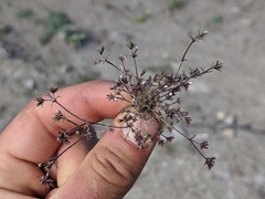 Leptosiphon pygmaeus