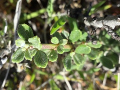 Ceanothus roderickii