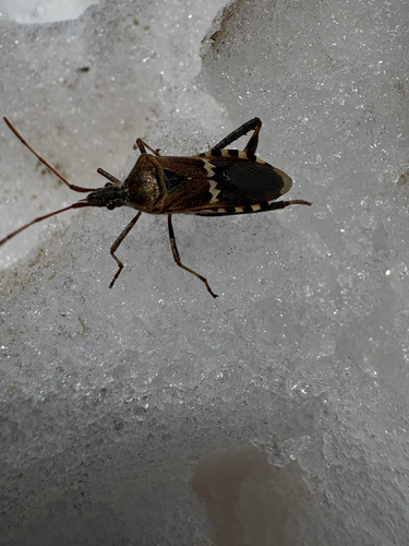 iNaturalist observation photo of Western Leaf-footed Bug