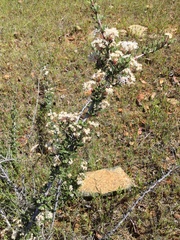 Ceanothus roderickii