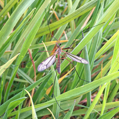 Tipula vernalis