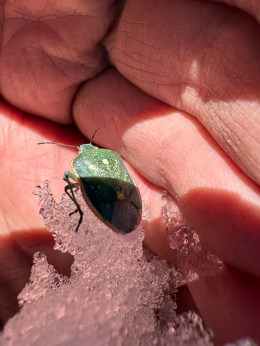 iNaturalist observation photo of Say's Stink Bug