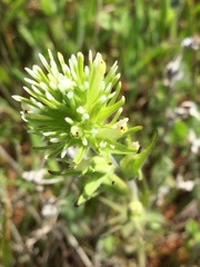 Castilleja attenuata