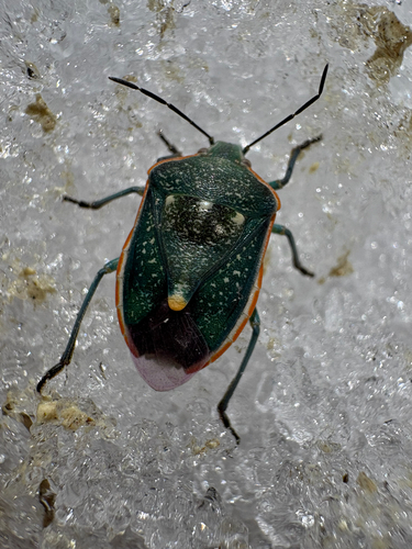 iNaturalist observation photo of Say's Stink Bug