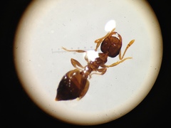 Crematogaster sordidula