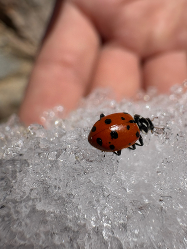 iNaturalist observation photo of Convergent Lady Beetle