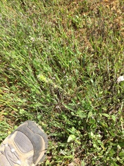 Castilleja attenuata