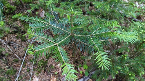 silver fir