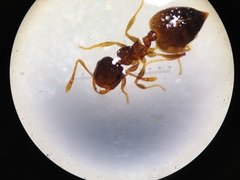 Crematogaster sordidula