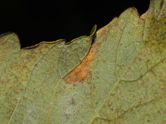 Phyllonorycter geniculella