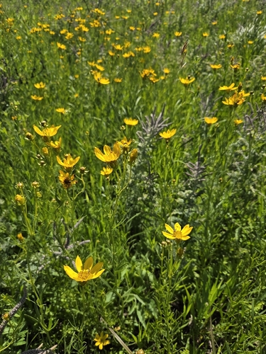 Prairie Coreopsis