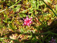 Trifolium depauperatum