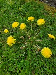 Taraxacum