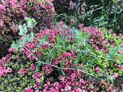Vicia sativa nigra