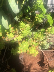 Sedum × rubrotinctum