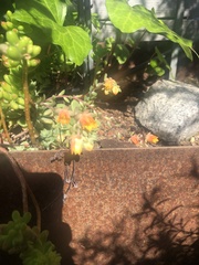 Sedum × rubrotinctum