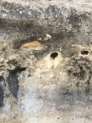 Petrochelidon pyrrhonota