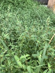Chenopodium nutans nutans