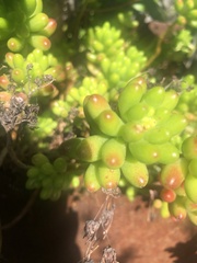 Sedum × rubrotinctum