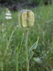Fritillaria agrestis