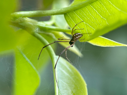 Brown Widow
