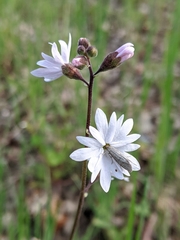 Lithophragma affine
