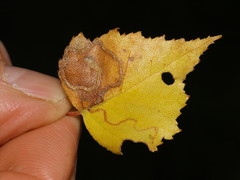 Stigmella continuella