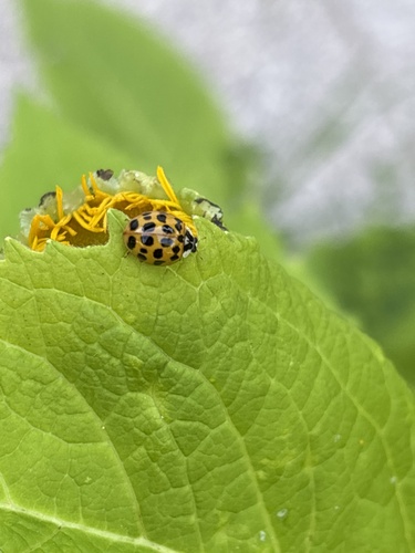 Asian Lady Beetle