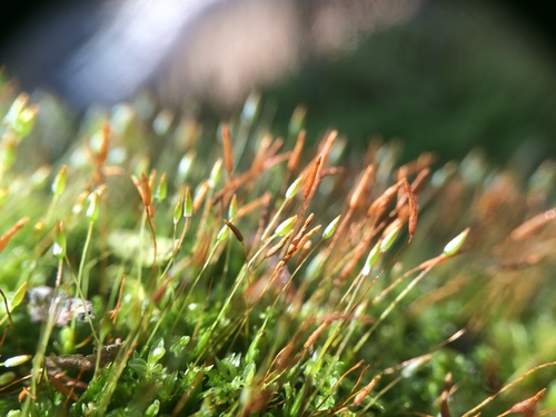 Tetraphidaceae