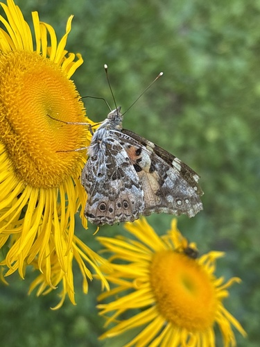 Painted Lady