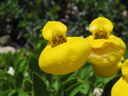 Calceolaria pennellii (Calceolaria pennellii)