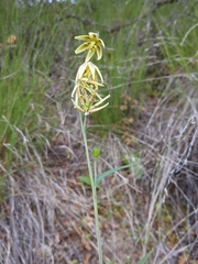 Fritillaria viridea