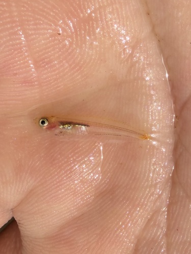 Smith's priapiumfish (Phenacostethus smithi) — Phallostethidae — 3