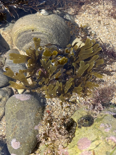 Pachydictyon observed 2026-06-20