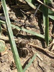 Habronattus pyrrithrix